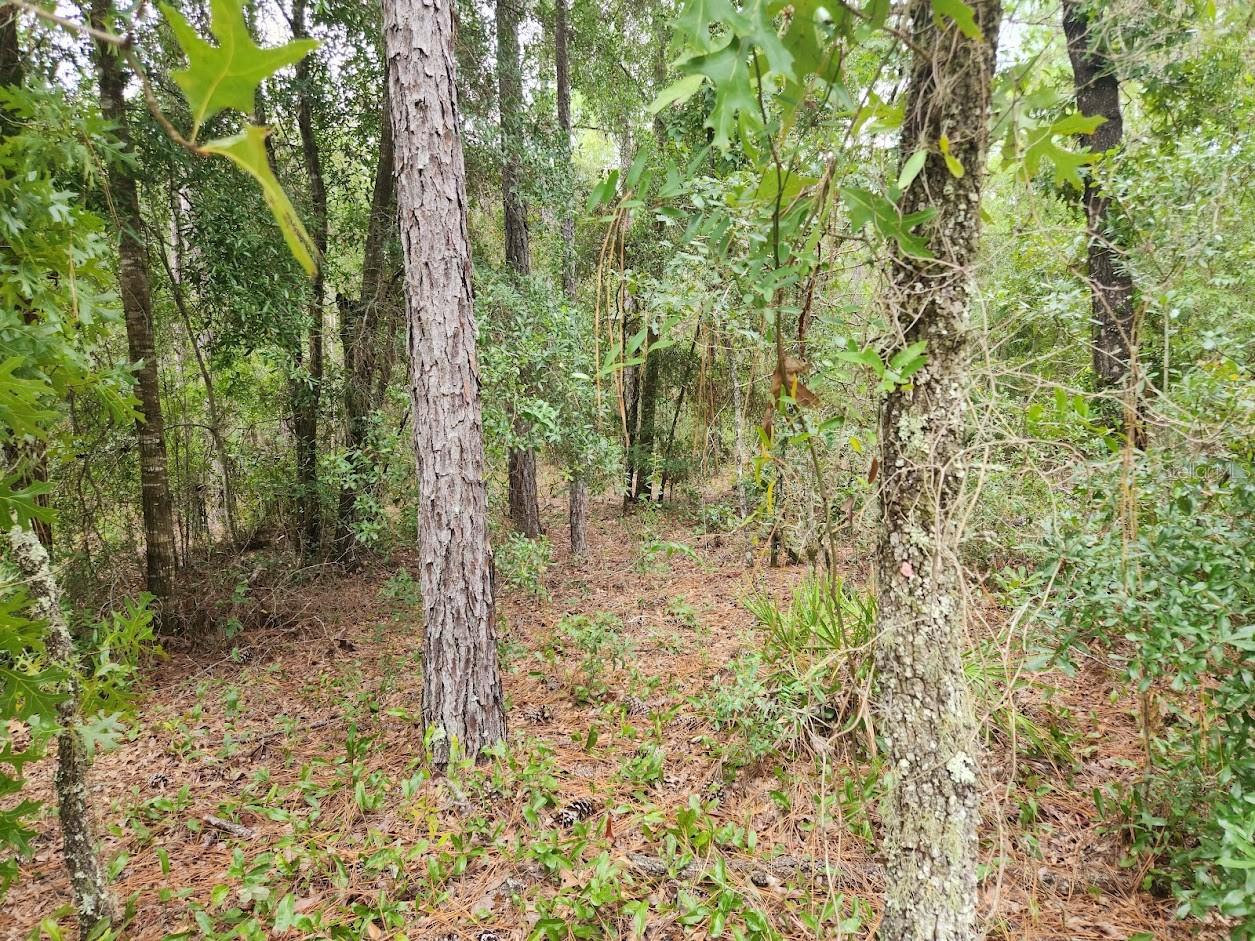 Lot 24 89th Circle, FL