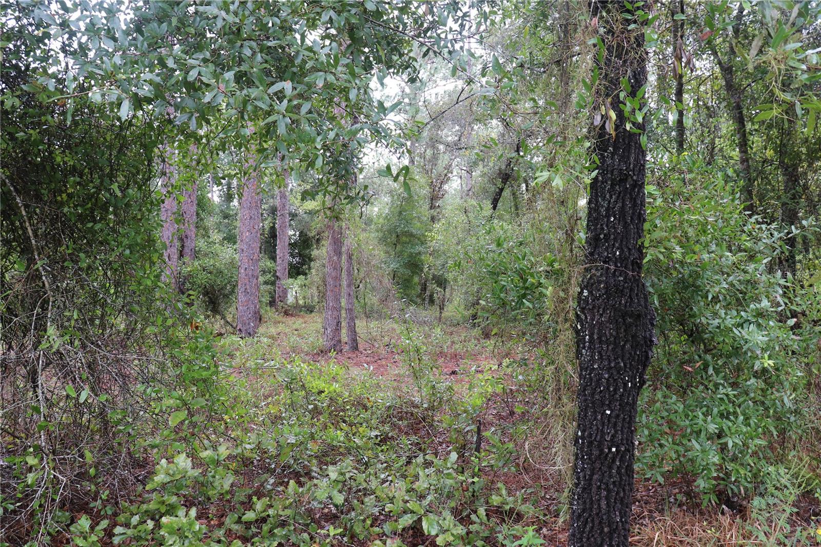 00 Beuna Vista Road, FL