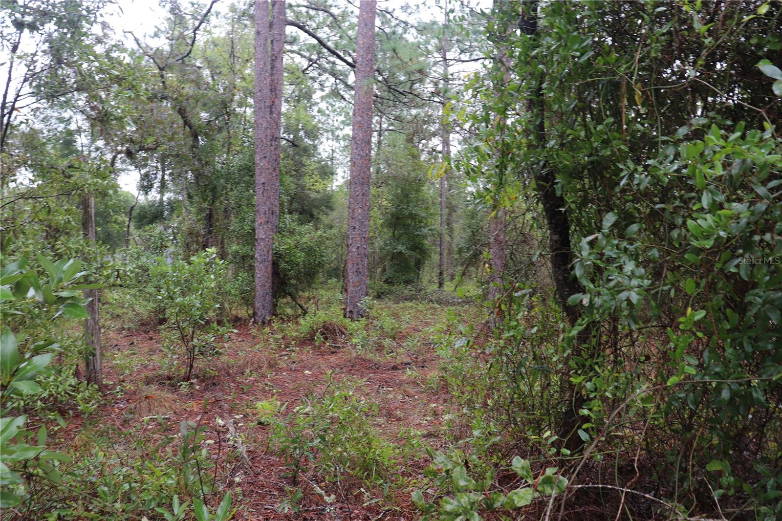 00 Beuna Vista Road, FL