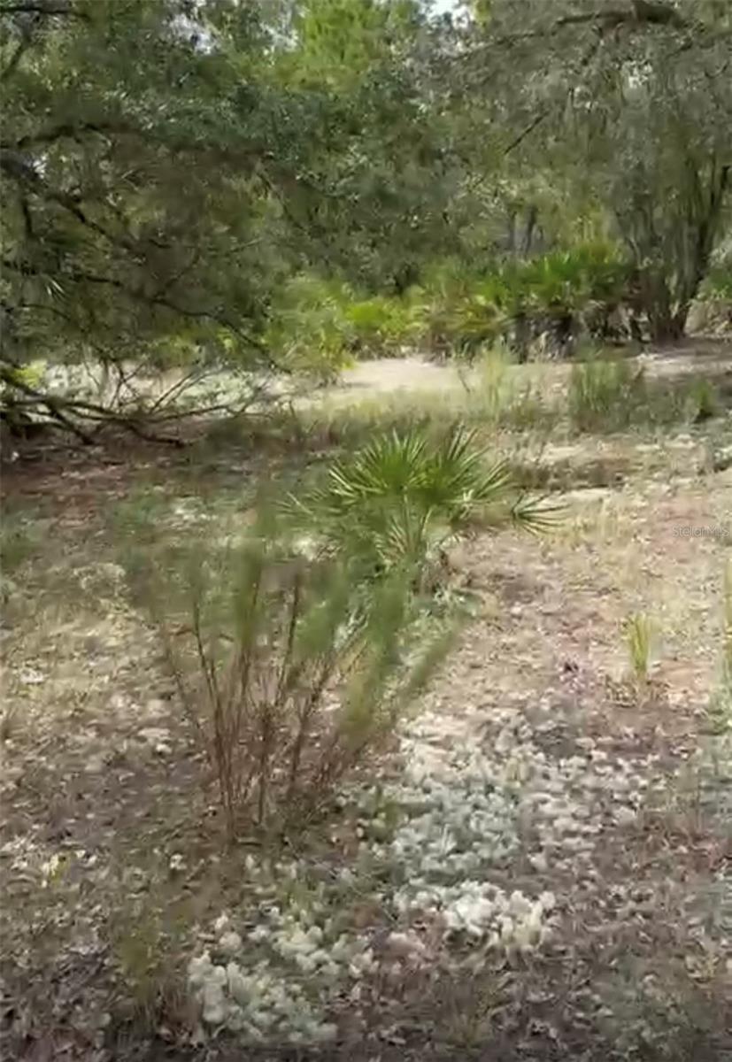 Orchid Drive, FL