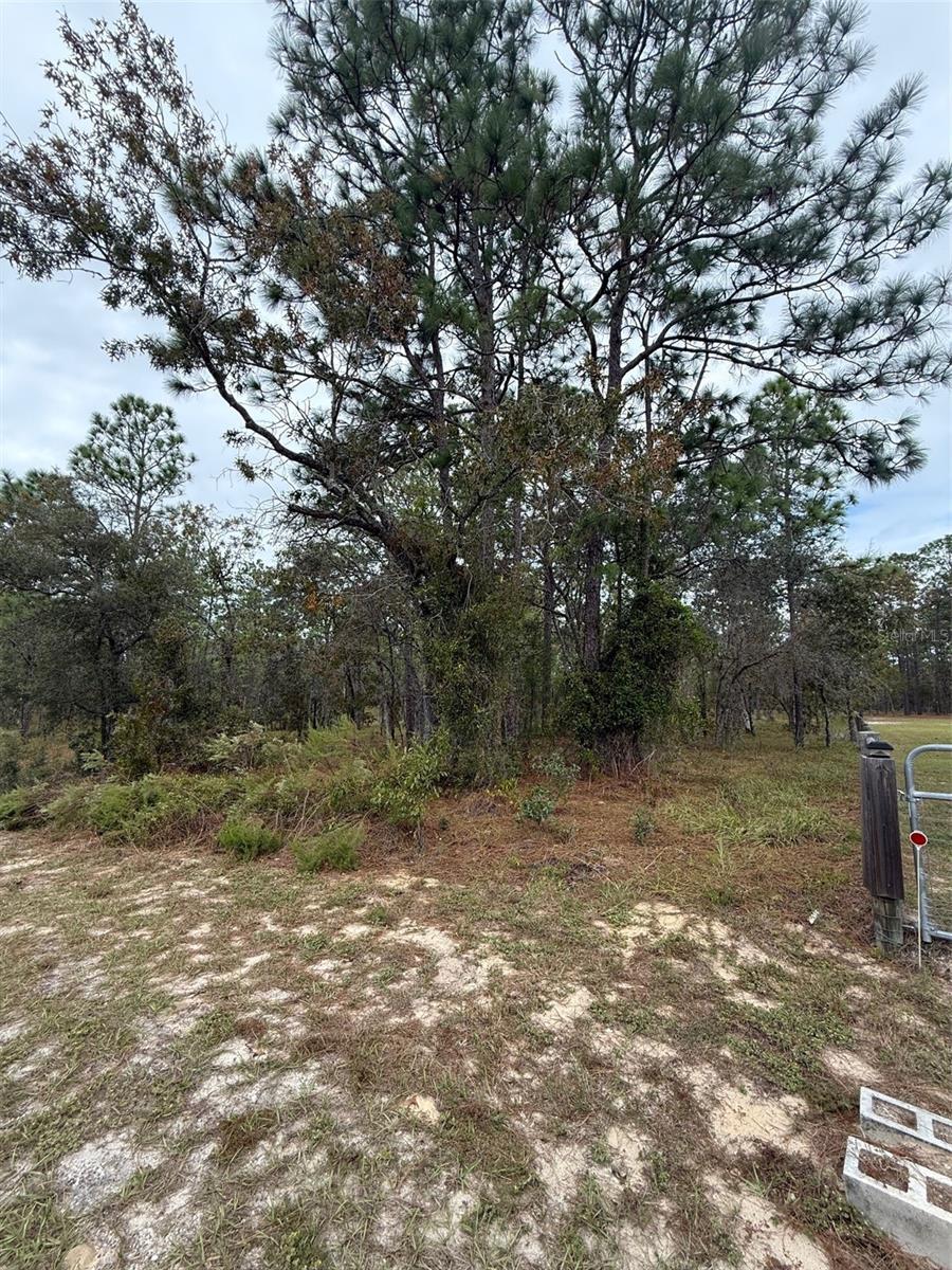 Nw Amberjack Avenue, FL