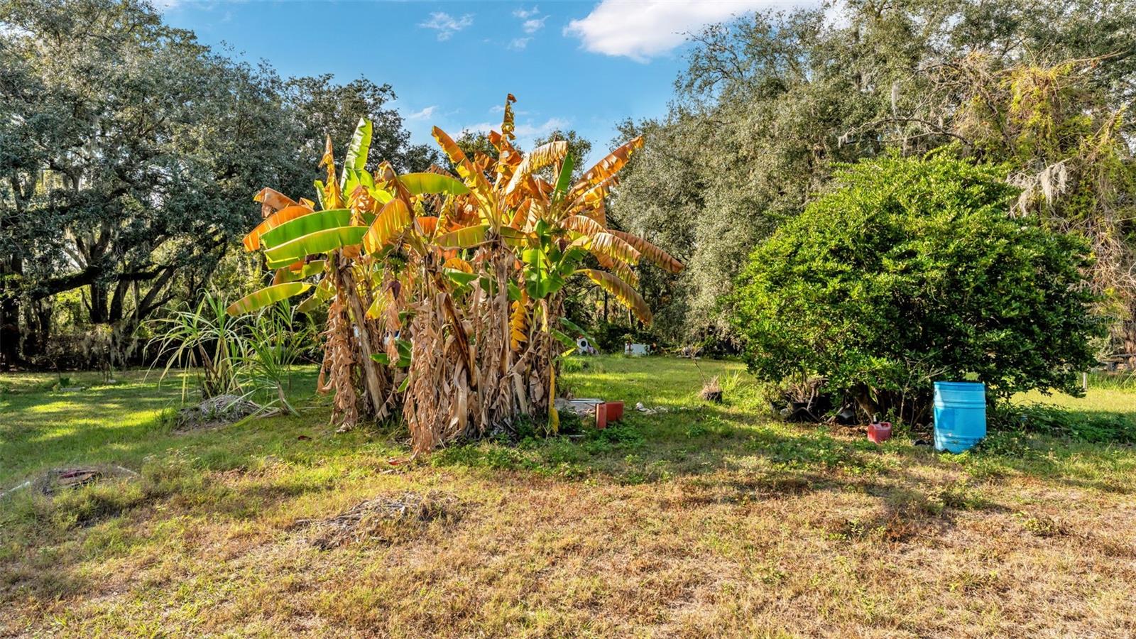 23 Violet Street, FL