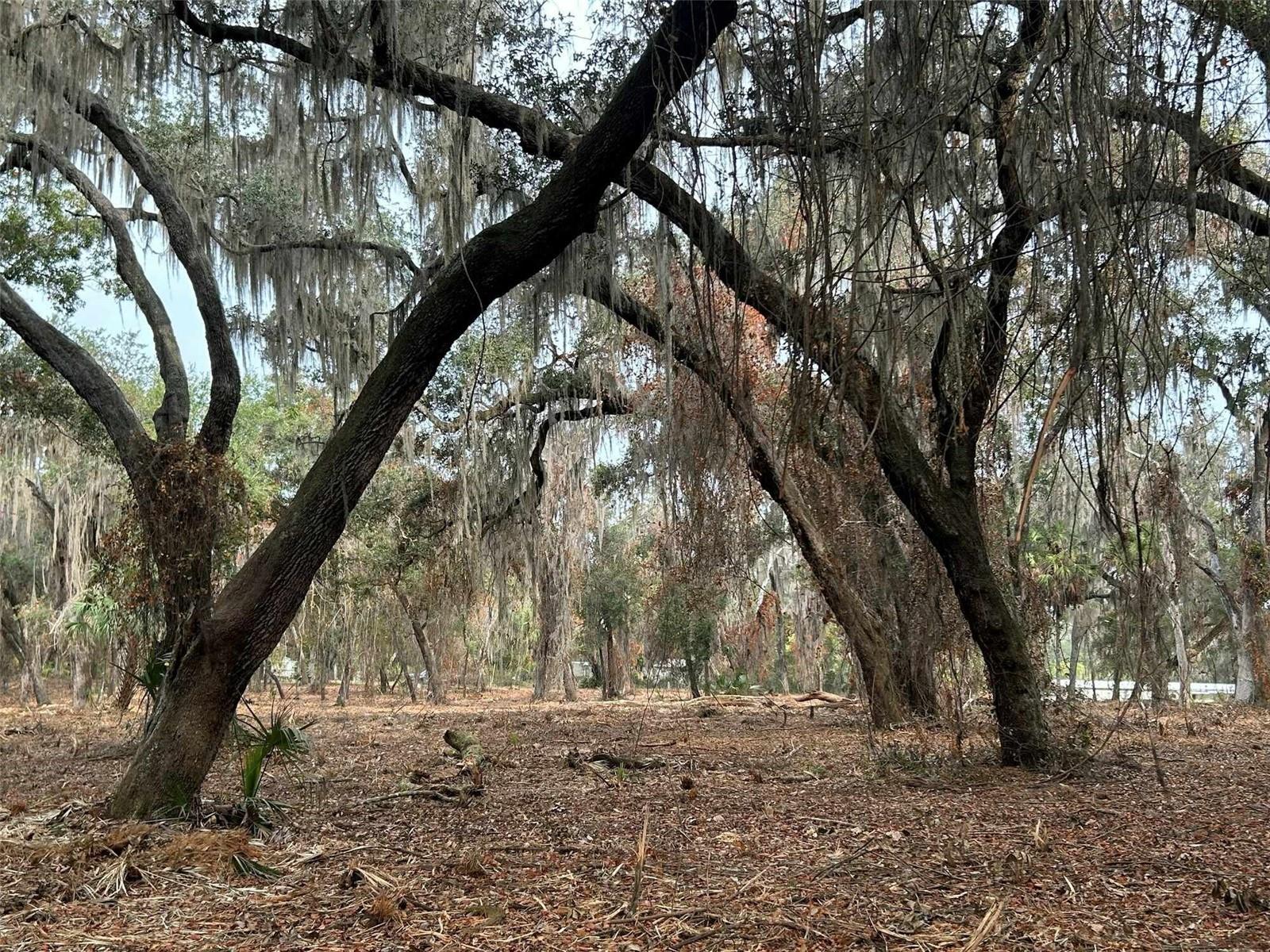Faye Street, FL