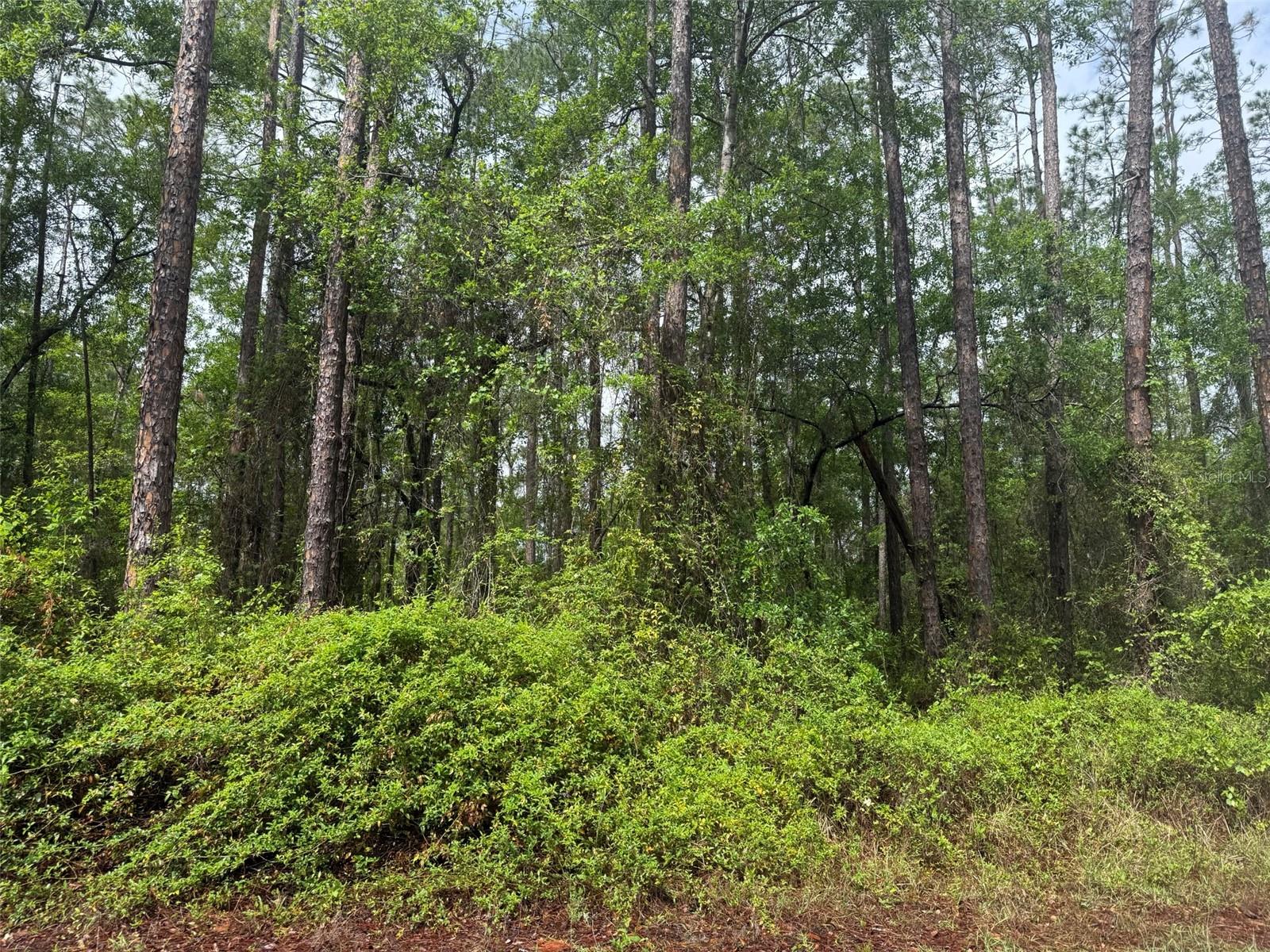 Seminole Avenue, FL