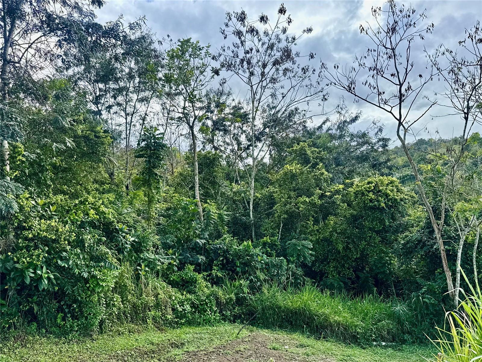 Bo RincóN Lomas, PR