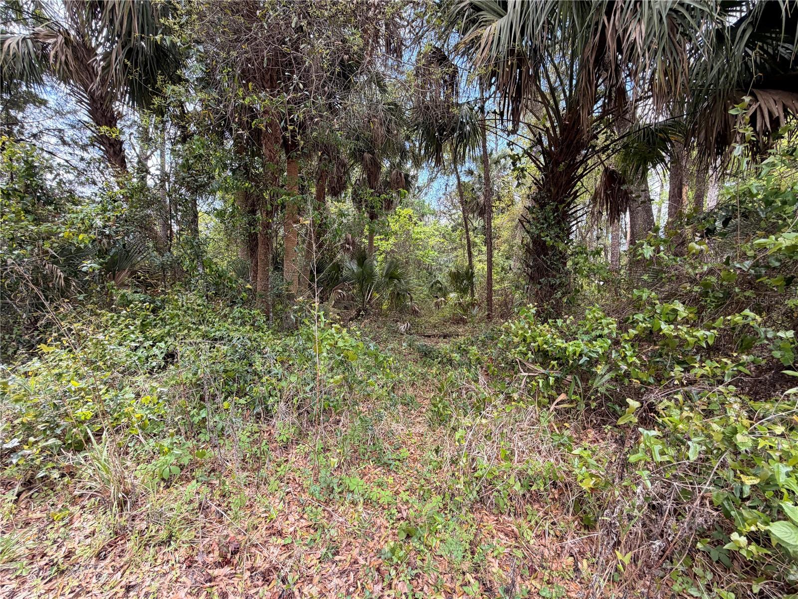 County Road 445a, FL