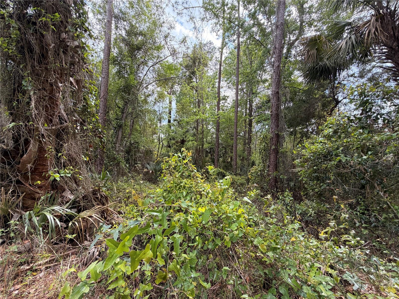 County Road 445a, FL