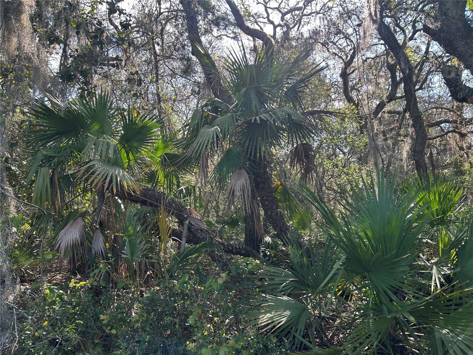 County Road 445a, FL
