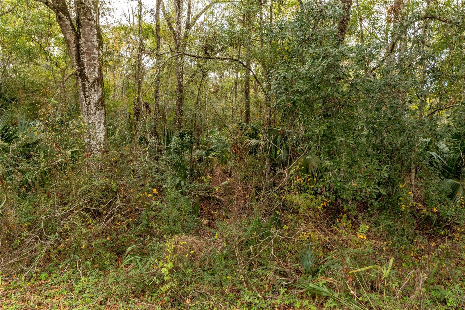 Lake Lindsey Tract 2 Road, FL