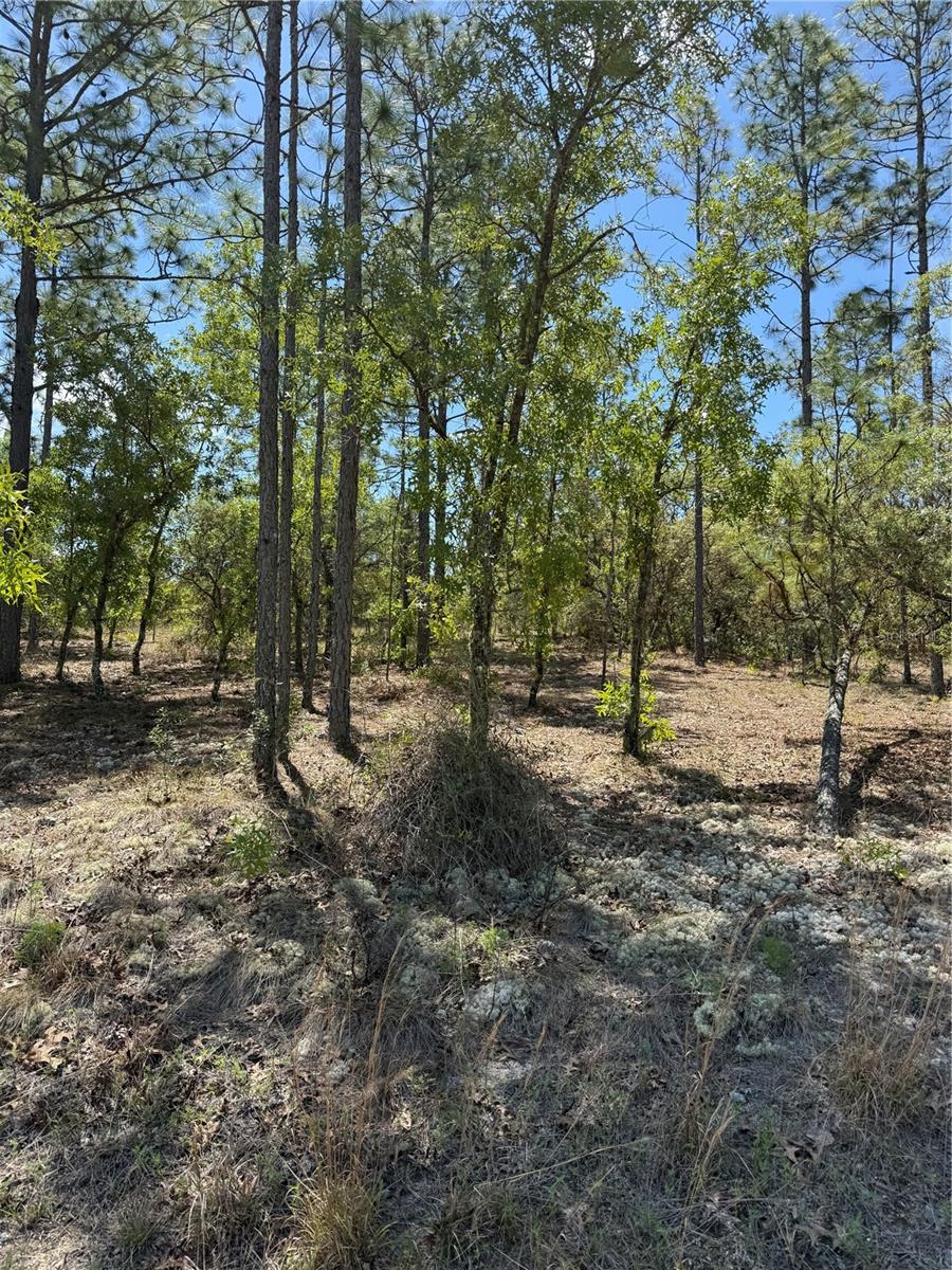 Lot# 8 Mineola Lane, FL