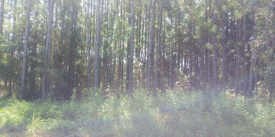 Poyner Road, FL