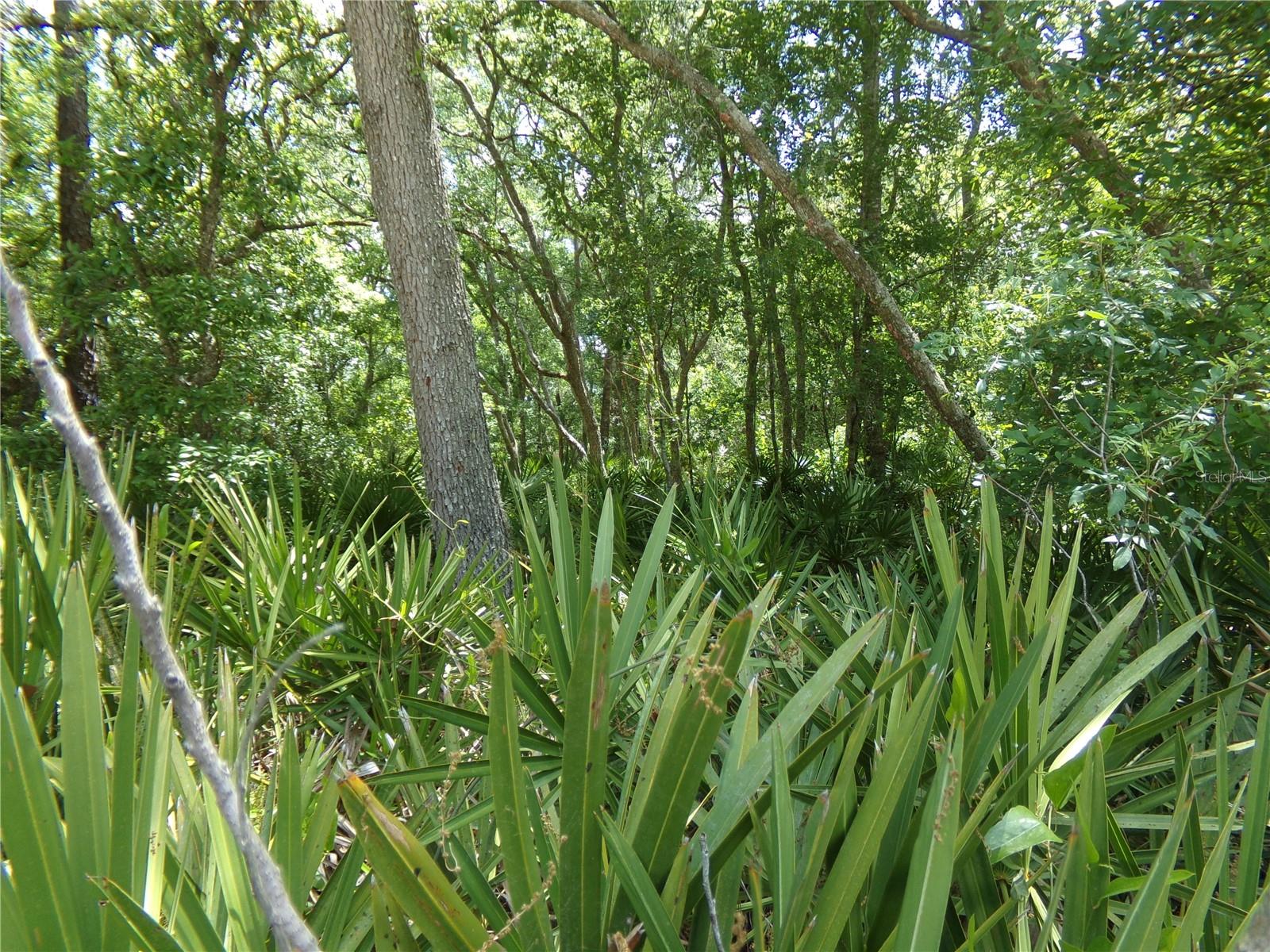 00 Cashew Drive, FL