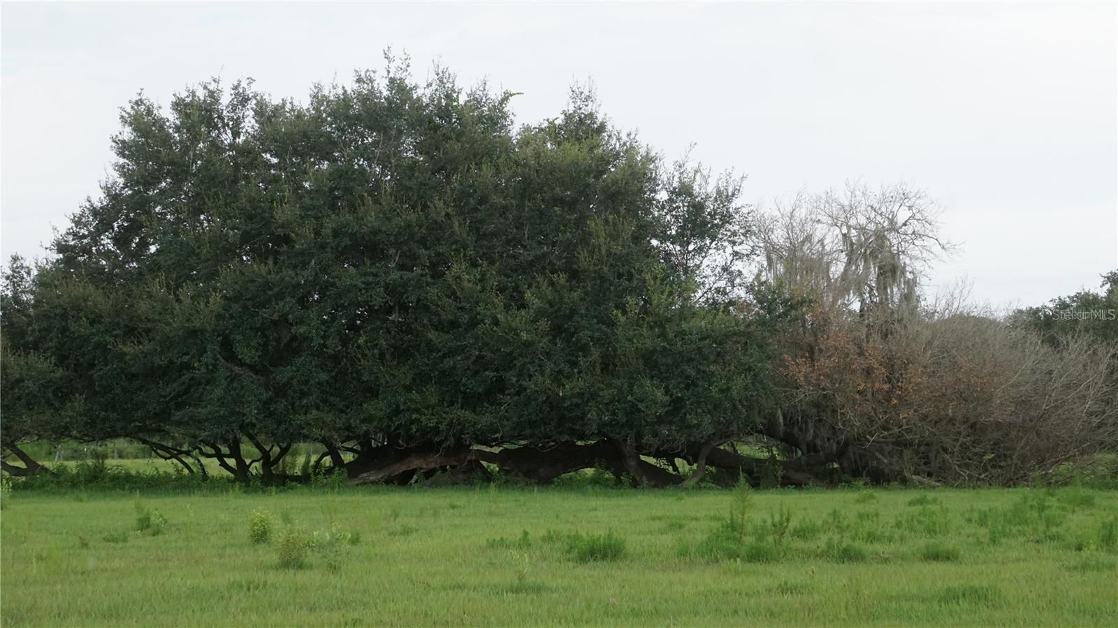 Durant Rd, FL
