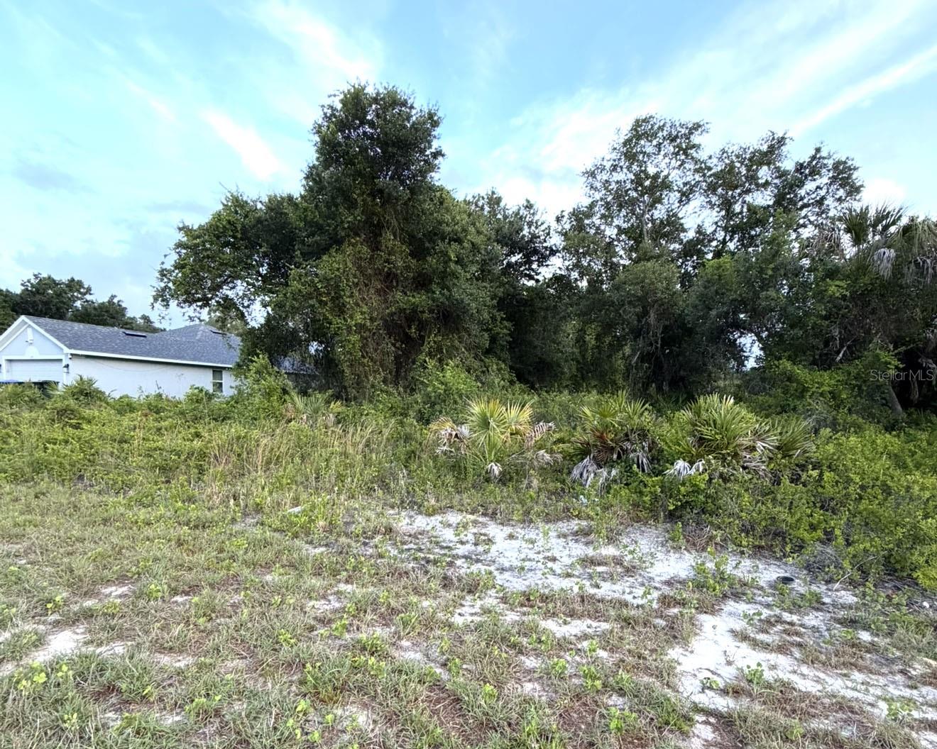 Mangrove Avenue, FL