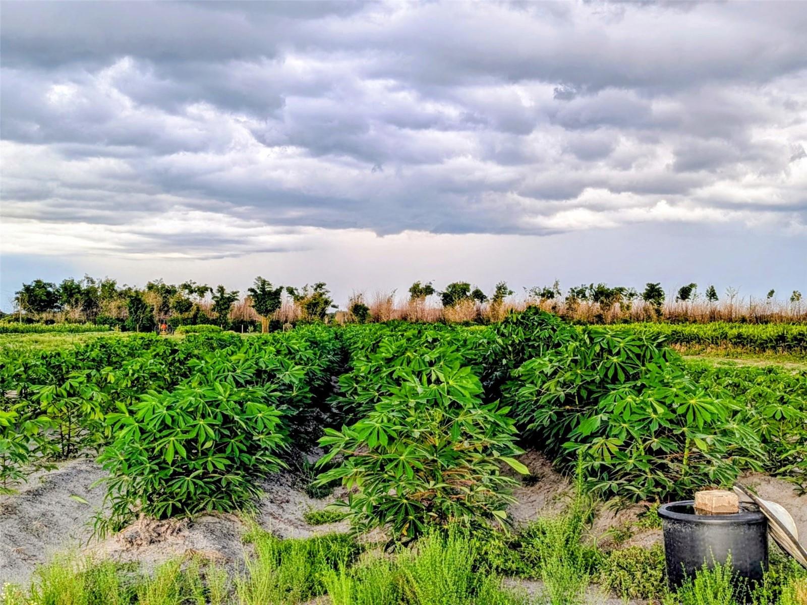 0 Mineral Branch Road, FL