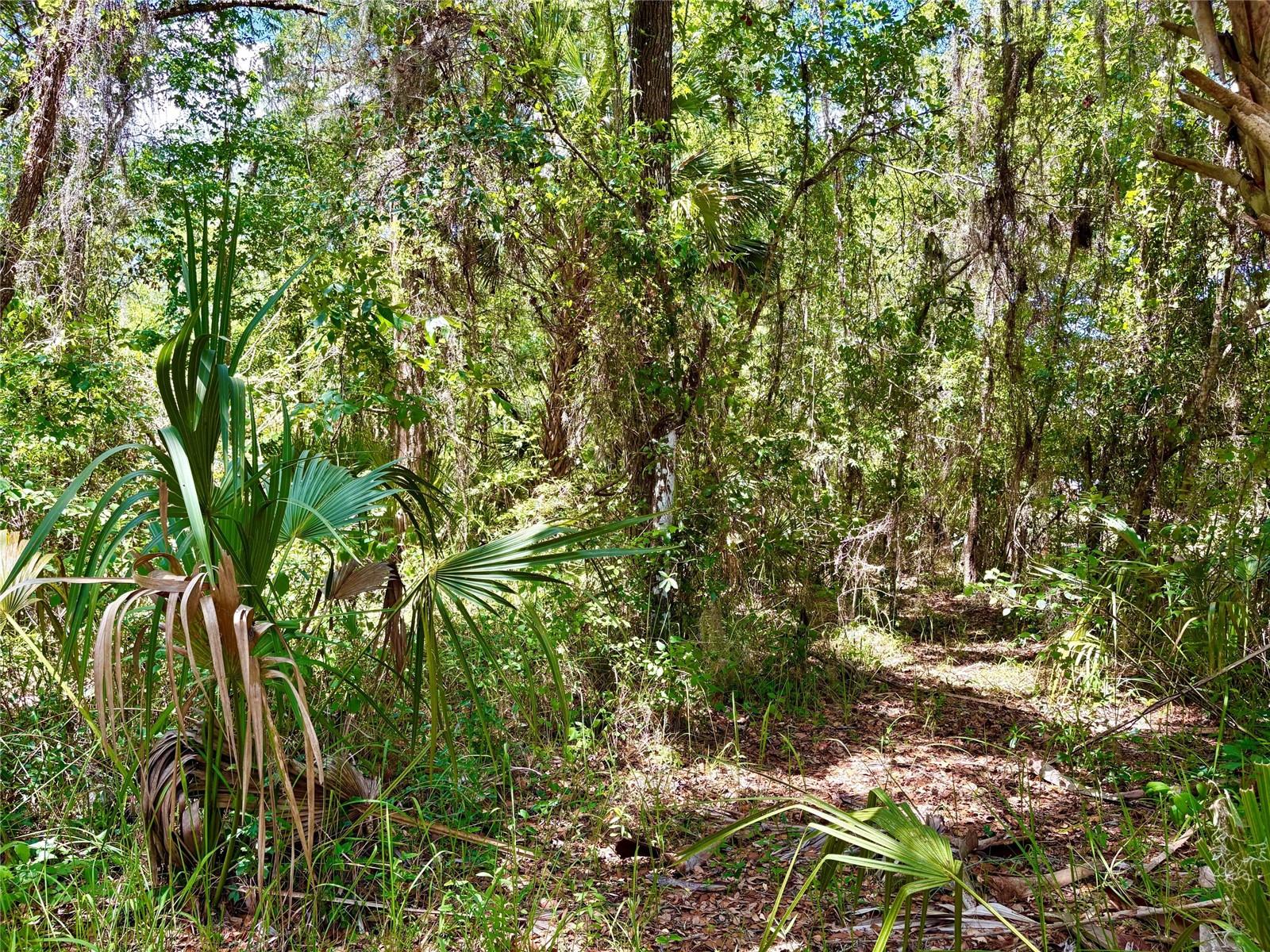 Old Crystal River Road, FL