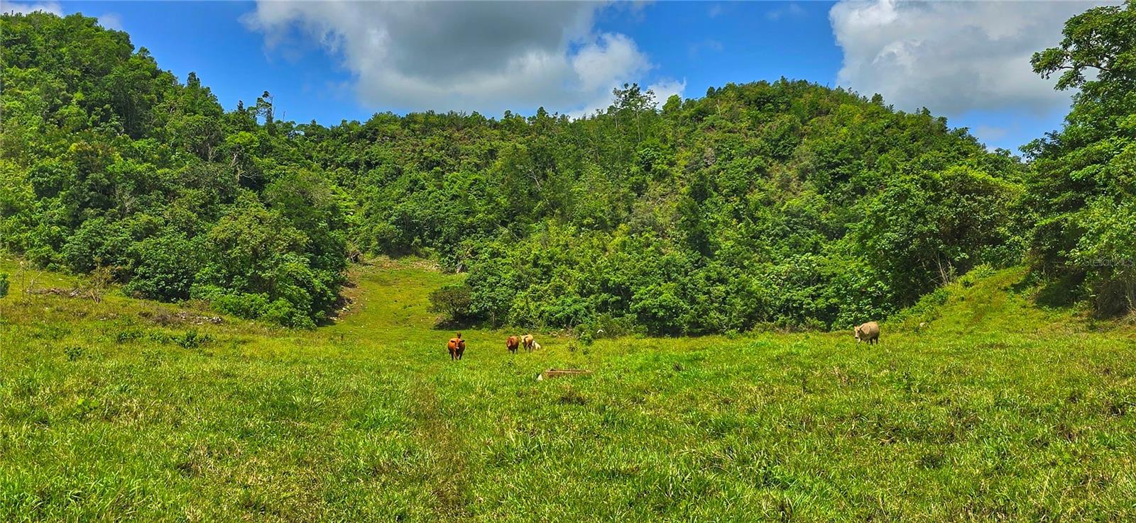 Carr 626 Bo Calichoza, PR