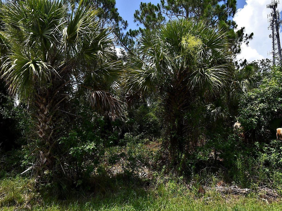 Sago Palm Road, FL