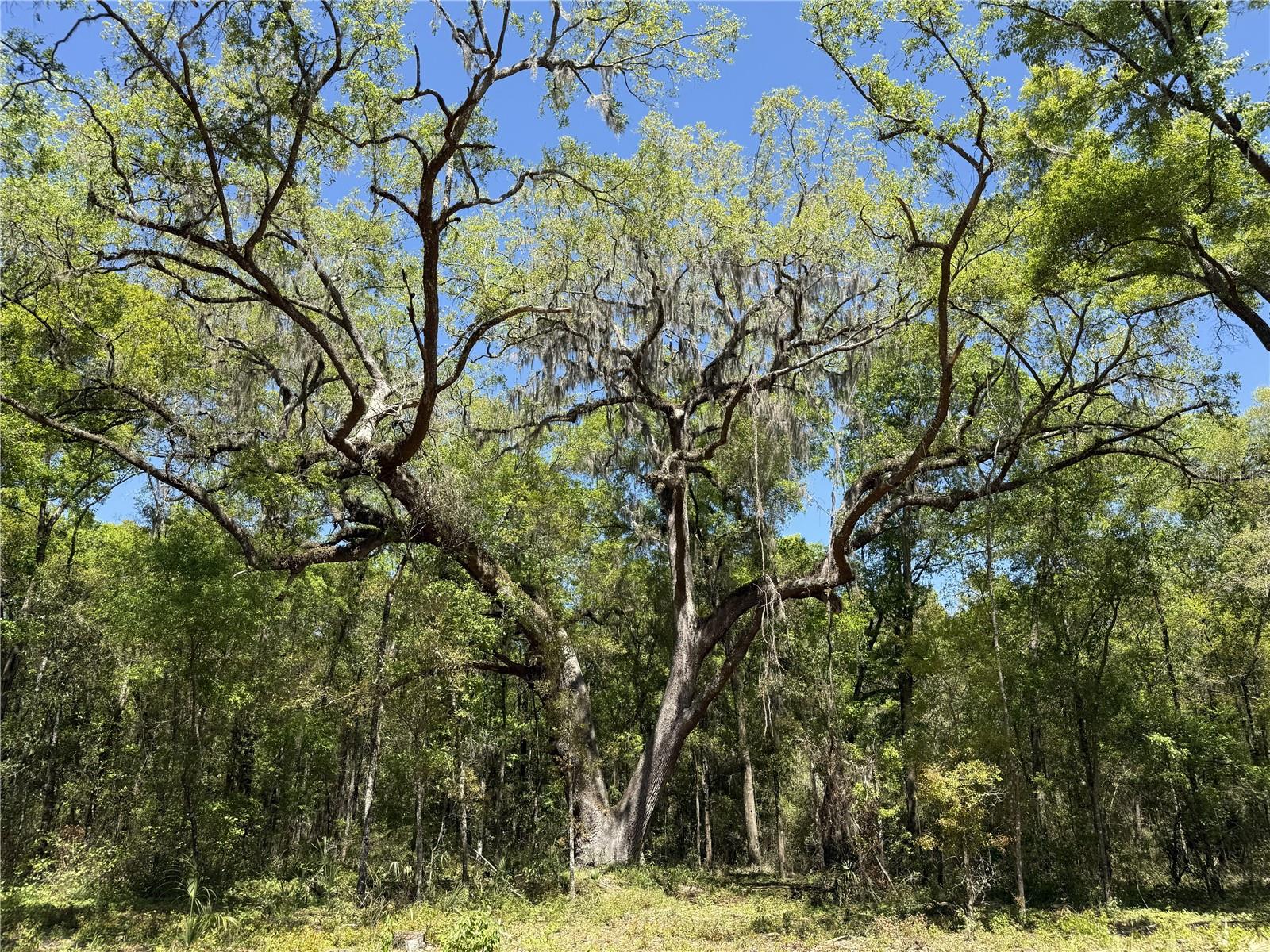 Irvine Acres #5 (13ac) Hwy 318, FL