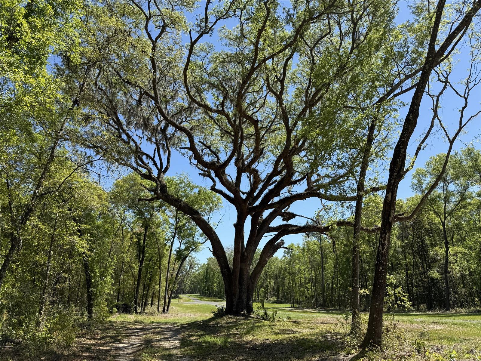 Irvine Acres #5 (13ac) Hwy 318, FL